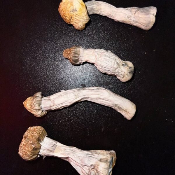 12.7 grams YETI’s