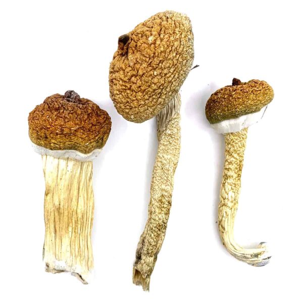 blue meanies mushrooms