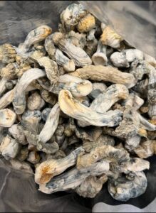 GHOSTS (Exotics) psilocybin mushroom