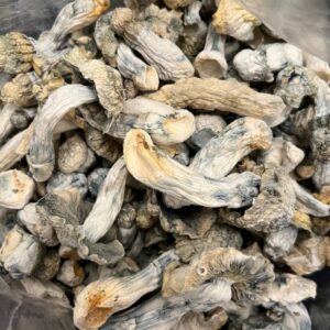 GHOSTS (Exotics) psilocybin mushroom