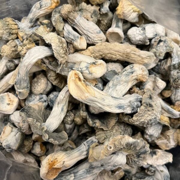 GHOSTS (Exotics) psilocybin mushroom