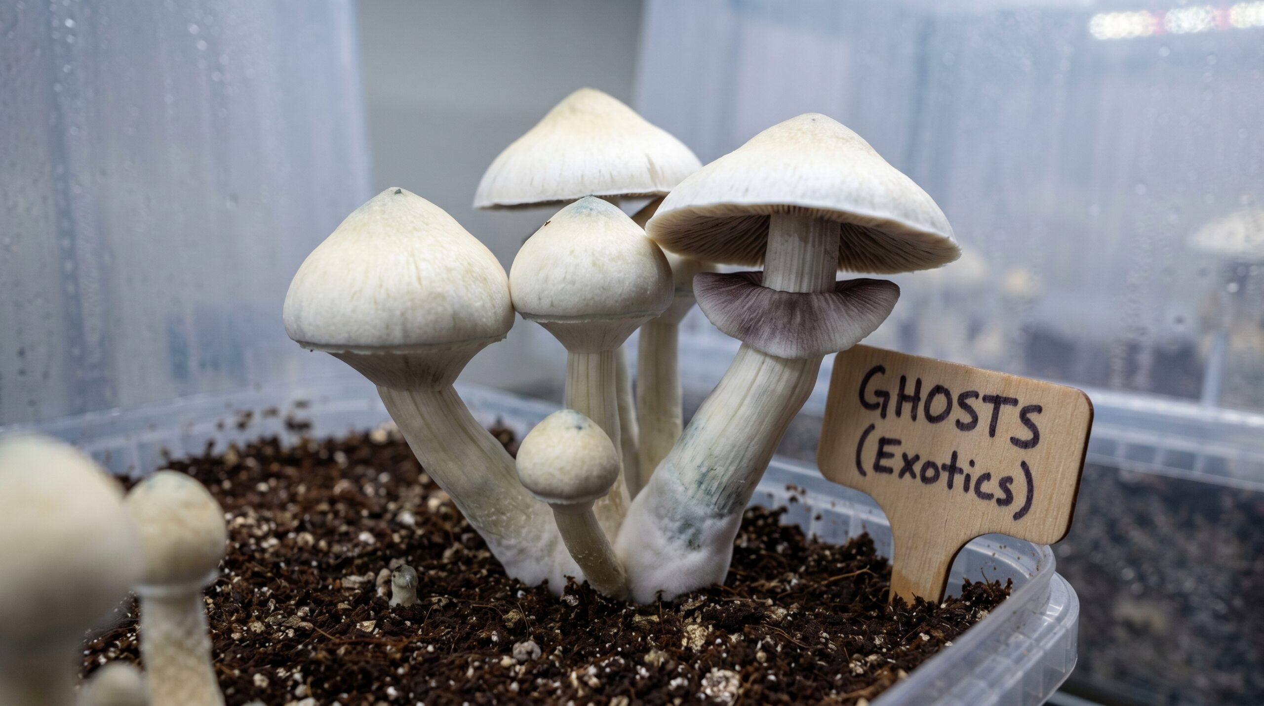 GHOSTS (Exotics) psilocybin mushroom 3 trippystore420