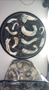 Psilocybe Azurescens