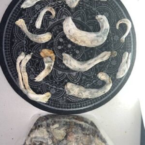 Psilocybe Azurescens