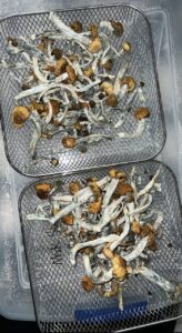 psilocybin Yaks