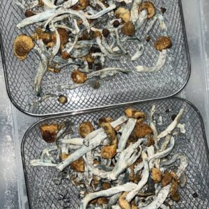 psilocybin Yaks